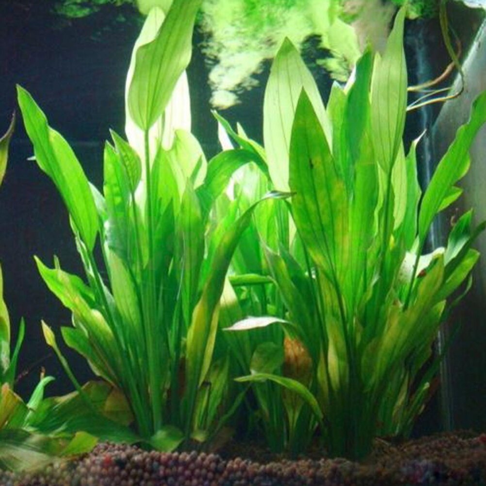 Marine Aquarium All In One - 15 センチメートル人工水族館の装飾植物水雑草飾り水生植物水槽草装飾アクセサリー