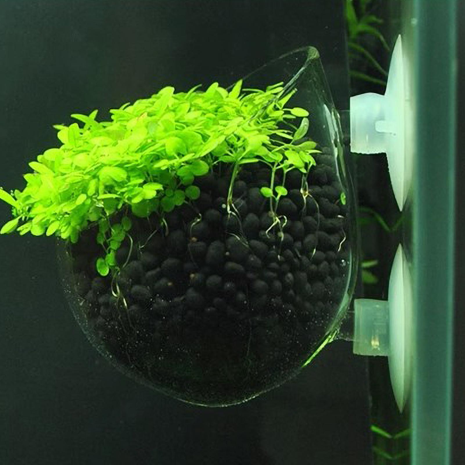 水槽用植物ホルダー ガラス製水草ポット 吸盤付き 生きた植物 - Marine Aquarium Live のレビューと価格